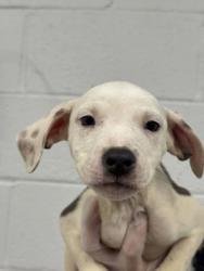 Shelter Stray Female Dog last seen Near N Ellwood, 21205, MD, 2490 Giles Rd, Baltimore, MD 21225, USA