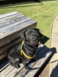 Shelter Stray Male Dog last seen River Rd/Krista Ln, 30034, GA, 3280 Chamblee Dunwoody Rd, Chamblee, GA 30341, USA