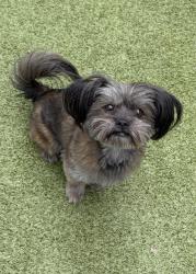 Shelter Stray Female Dog last seen Near Block South Wenatchee, B Wenatchee, WA, 1474 S Wenatchee Ave, Wenatchee, WA 98801, USA