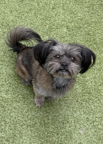 Shelter Stray Female Dog last seen Near Block South Wenatchee, B Wenatchee, WA, 1474 S Wenatchee Ave, Wenatchee, WA 98801, USA