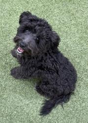 Shelter Stray Male Dog last seen Near Block South Wenatchee, B Wenatchee, WA, 1474 S Wenatchee Ave, Wenatchee, WA 98801, USA