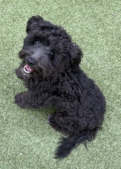Shelter Stray Male Dog last seen Near Block South Wenatchee, B Wenatchee, WA, 1474 S Wenatchee Ave, Wenatchee, WA 98801, USA