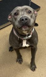 Shelter Stray Female Dog last seen , , GA, 3280 Chamblee Dunwoody Rd, Chamblee, GA 30341, USA