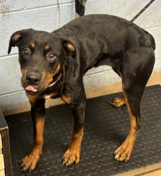 Shelter Stray Female Dog last seen Near Housworth Dr, 30038, GA, 3280 Chamblee Dunwoody Rd, Chamblee, GA 30341, USA