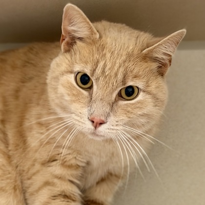 Shelter Stray Male Cat last seen Near Old Highway 99 N Rd. (Burlington), Skagit County, WA, 18911 Kelleher Rd, Burlington, WA 98233, USA