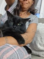 Lost Male Cat last seen Fisher rd, Columbus, OH 43204