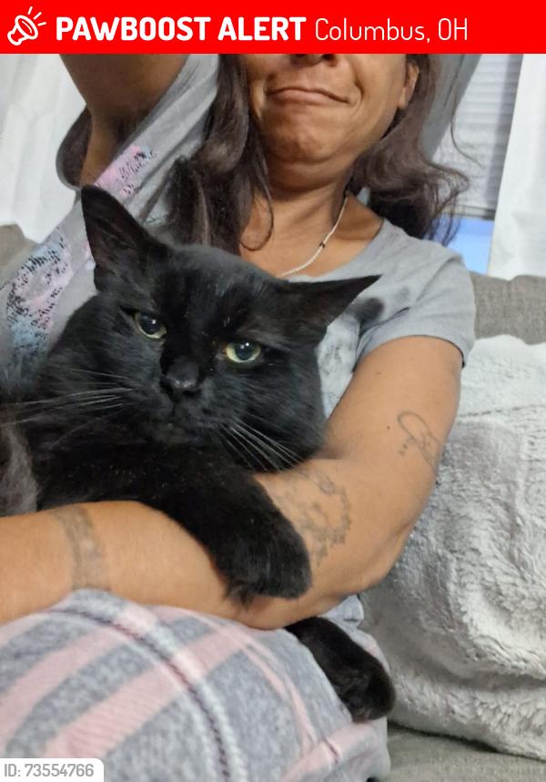Lost Male Cat last seen Fisher rd, Columbus, OH 43204