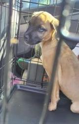 Shelter Stray Unknown Dog last seen Near Pathers Ville Rd, 30034, GA, 3280 Chamblee Dunwoody Rd, Chamblee, GA 30341, USA