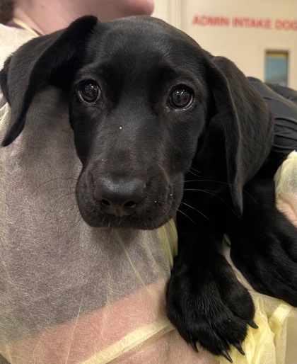 Shelter Stray Female Dog last seen Eagletown Rd and IN-32, Westfield City, IN, 10501 Hague Rd, Fishers, IN 46038, USA