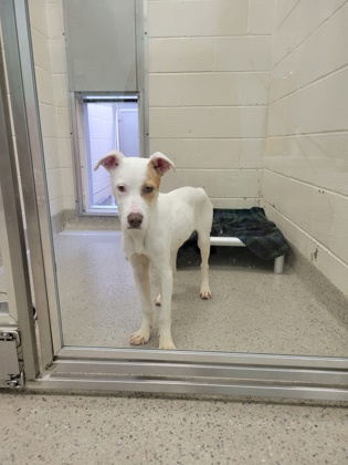 Shelter Stray Female Dog last seen 96th St and Kincaid Dr, HC Strays by Out of County Residents, IN, 10501 Hague Rd, Fishers, IN 46038, USA