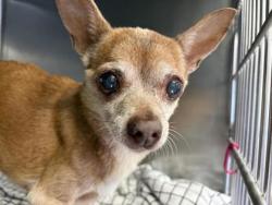 Shelter Stray Female Dog last seen City Of RR 7711 O’Connor Dr, City of Round Rock, TX, 1855 SE Inner Loop, Georgetown, TX 78626, USA
