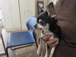 Shelter Stray Male Dog last seen Sonny Dr, Leander, City of Leander, TX, 1855 SE Inner Loop, Georgetown, TX 78626, USA