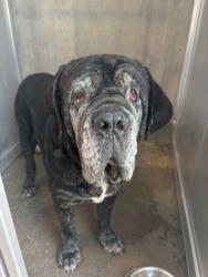 Shelter Stray Male Dog last seen Near WIMBERLY ST, West District, TX, 355 Hillshire Dr, Haslet, TX 76052, USA