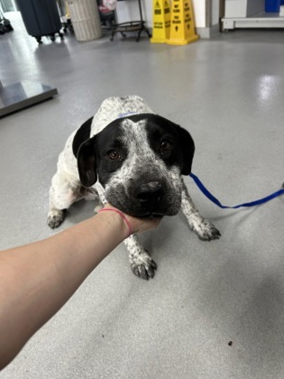 Shelter Stray Male Dog last seen Azle Ave, North District,, 355 Hillshire Dr, Haslet, TX 76052, USA