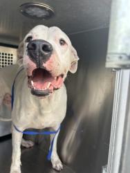 Shelter Stray Male Dog last seen Near Beacon Hill Way, East District, TX, 355 Hillshire Dr, Haslet, TX 76052, USA