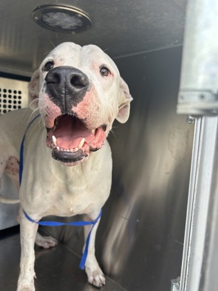Shelter Stray Male Dog last seen Near Beacon Hill Way, East District, TX, 355 Hillshire Dr, Haslet, TX 76052, USA