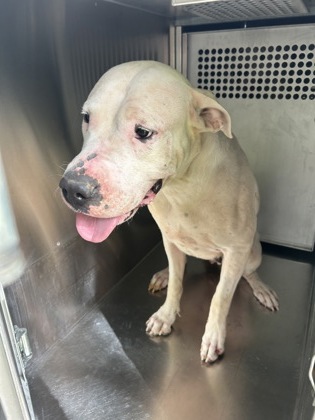 Shelter Stray Female Dog last seen Near Beacon Hill Way, East District, TX, 355 Hillshire Dr, Haslet, TX 76052, USA