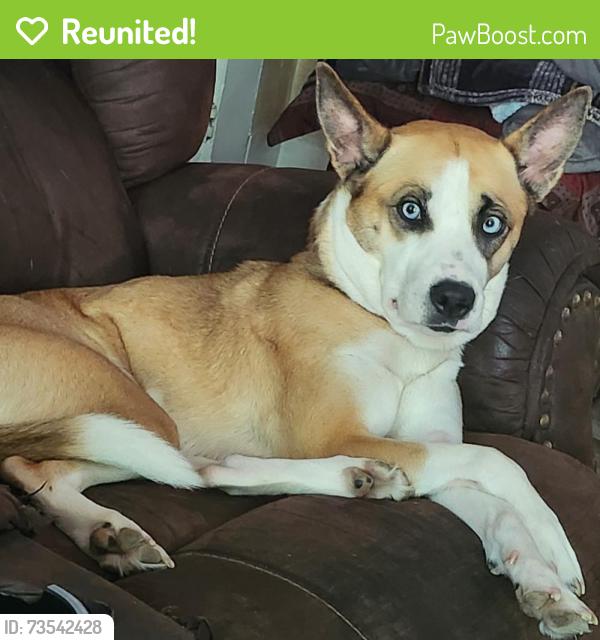 Reunited Female Dog last seen Near Harkle Road beside Gary Nursing Home, Gary, WV 24836