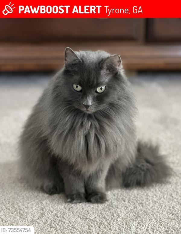 Lost Female Cat last seen McDade St., Ashland Trail, Kenmare, Tyrone, GA 30290