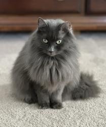 Lost Female Cat last seen McDade St., Ashland Trail, Kenmare, Tyrone, GA 30290