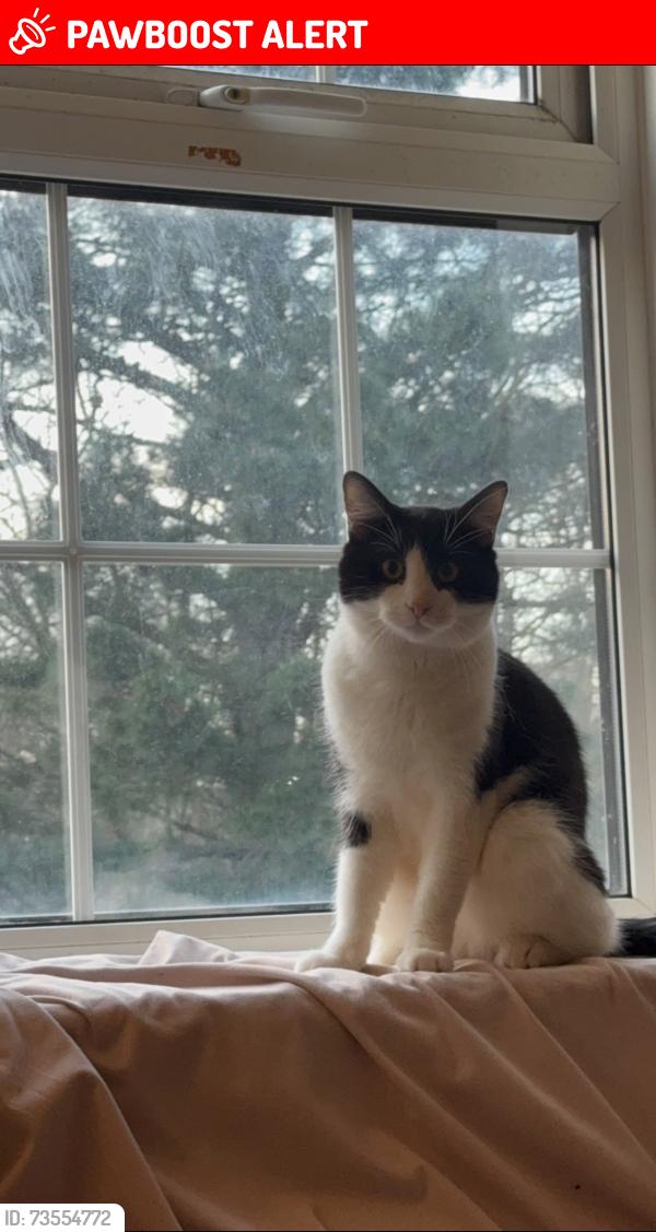 Lost Male Cat last seen CR0 2RF, Greater London, England CR0 2RF
