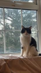 Lost Male Cat last seen CR0 2RF, Greater London, England CR0 2RF