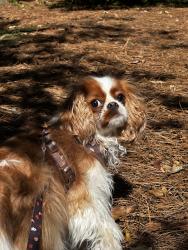 Reunited Female Dog last seen Near Memorial Dr, Gainesville, GA 30501, USA, Gainesville, GA 30501