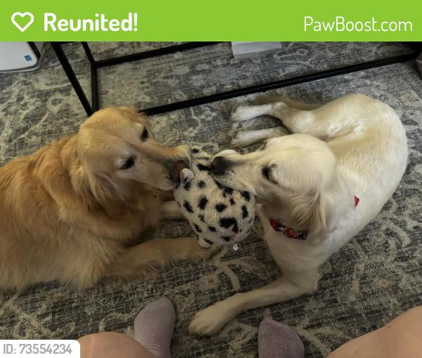 Reunited Female Dog last seen East Brainerd Rd and Gunbarrel Ave, Chattanooga, TN 37421