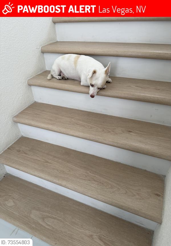 Lost Male Dog last seen Bonanza and sandhill, Las Vegas, NV 89110
