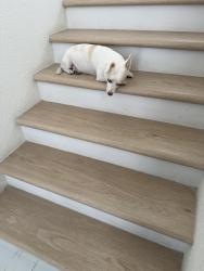 Lost Male Dog last seen Bonanza and sandhill, Las Vegas, NV 89110