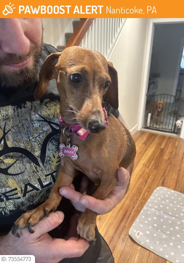 Found/Stray Female Dog last seen E church and chestnut in Nanticoke, Nanticoke, PA 18634