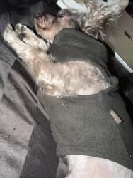 Reunited Female Dog last seen Near Grassmere Lane McKinney Texas 75071, McKinney, TX 75071