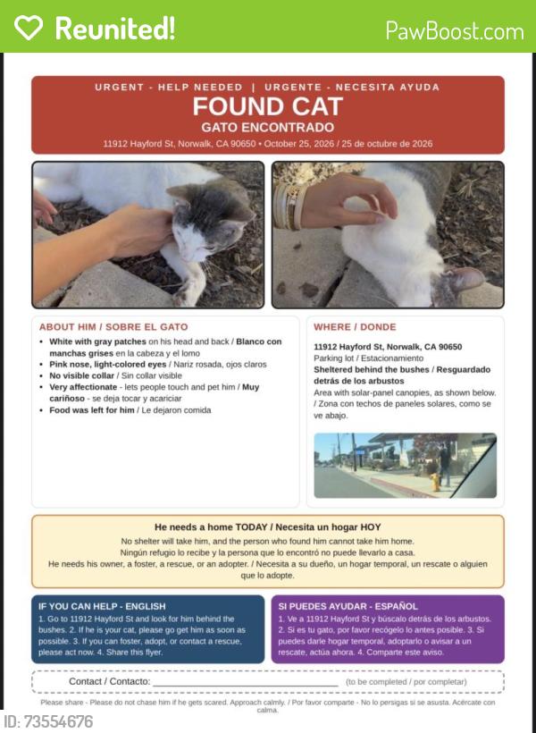 Reunited Male Cat last seen Norwalk, CA 90650, USA, Norwalk, CA 90650