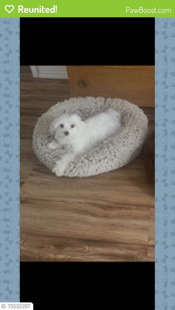 Reunited Male Dog last seen Edelweiss and Warrior st, Grand Prairie, TX 75052