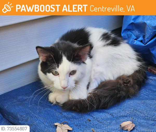 Found/Stray Male Cat last seen Jade post and white post, Centreville, VA 20121