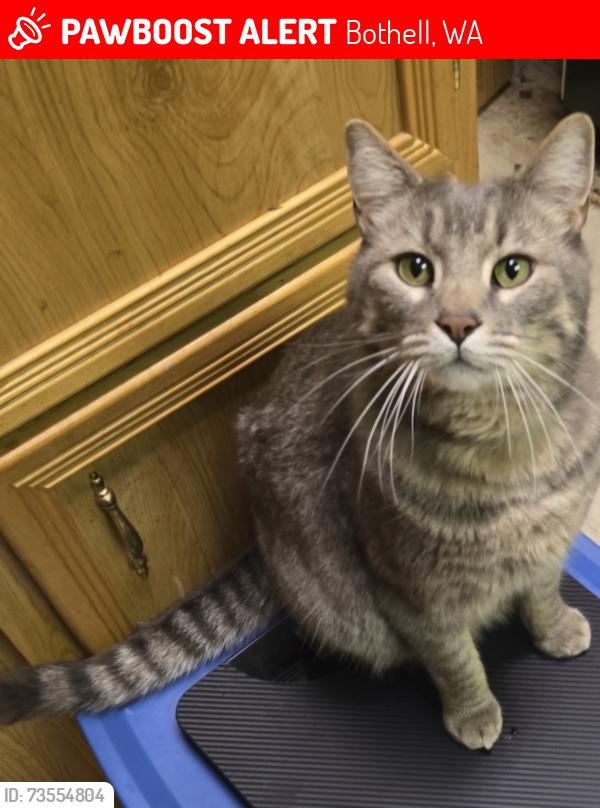 Lost Male Cat last seen Winesap Rd & 3rd Dr. SE Bothell, Bothell, WA 98012