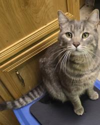 Lost Male Cat last seen Winesap Rd & 3rd Dr. SE Bothell, Bothell, WA 98012