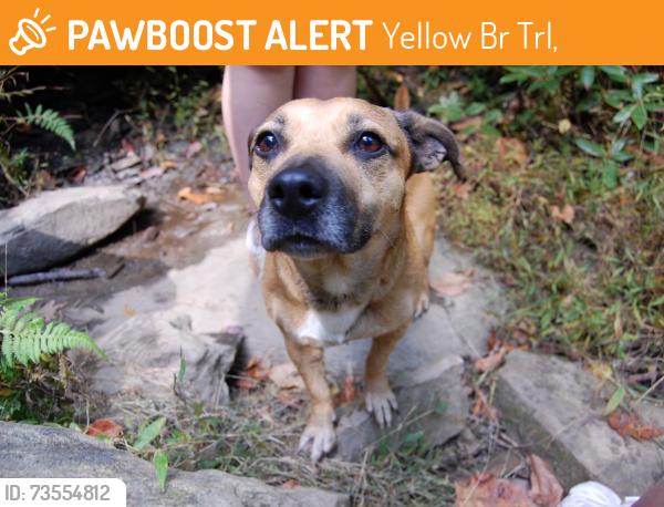 Found/Stray Male Dog last seen Yellow Branch Falls, Yellow Br Trl,  29605