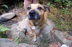 Found/Stray Male Dog last seen Yellow Branch Falls, Yellow Br Trl,  29605