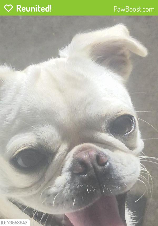 Reunited Female Dog last seen Tacos Sinaloa, Santa Ana, CA 92705