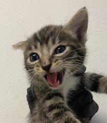 Shelter Stray Female Cat last seen Marcy Avenue, San Diego, CA, 92113, 5500 Gaines St, San Diego, CA 92110, USA