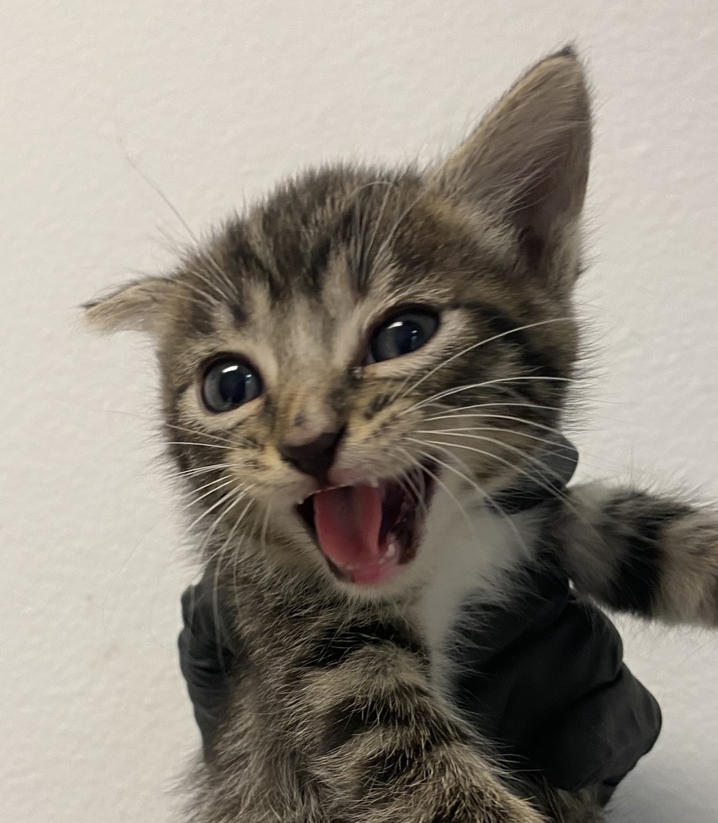 Shelter Stray Female Cat last seen Marcy Avenue, San Diego, CA, 92113, 5500 Gaines St, San Diego, CA 92110, USA