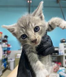 Shelter Stray Female Cat last seen Marcy Avenue, San Diego, CA, 92113, 5500 Gaines St, San Diego, CA 92110, USA