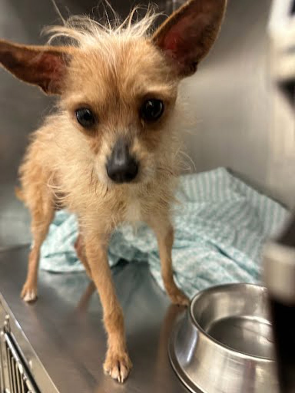 Shelter Stray Male Dog last seen Near Mozelle Lane, AUSTIN, TX, 78744, 7201 Levander Loop bldg a, Austin, TX 78702, USA