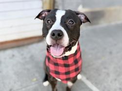 Shelter Stray Male Dog last seen Near Ryer Avenue, BRONX, NY, 10457, 326 E 110th St, New York, NY 10029, USA