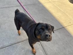 Shelter Stray Female Dog last seen unknown, NEW YORK, NY, 10029, 326 E 110th St, New York, NY 10029, USA