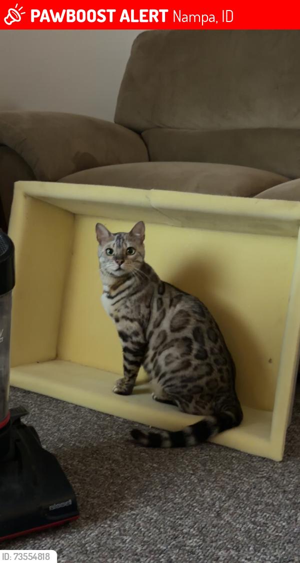 Lost Male Cat last seen Lonestar middle school, Nampa, ID 83651