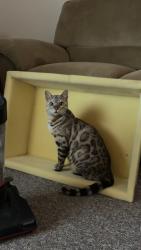Lost Male Cat last seen Lonestar middle school, Nampa, ID 83651