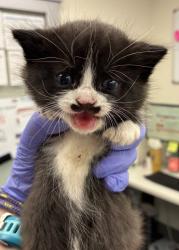Shelter Stray Male Cat last seen SE Holgate Blvd & SE 89th Ave, PORTLAND, OR, 97266, 1700 W Historic Columbia River Hwy, Troutdale, OR 97060, USA