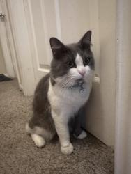Reunited Male Cat last seen Canadian cir. & carrier, Grand Prairie, TX 75050